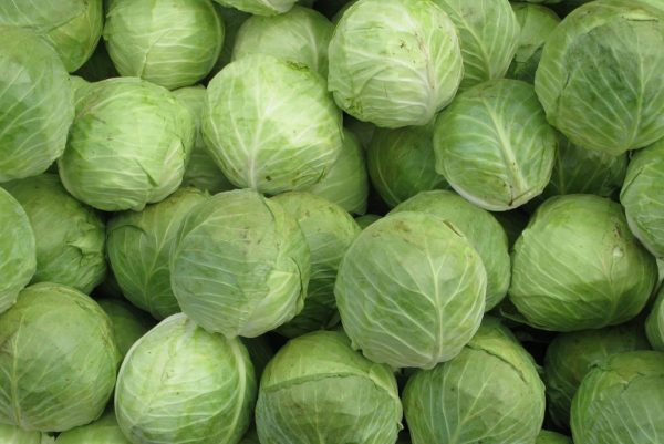 CABBAGE